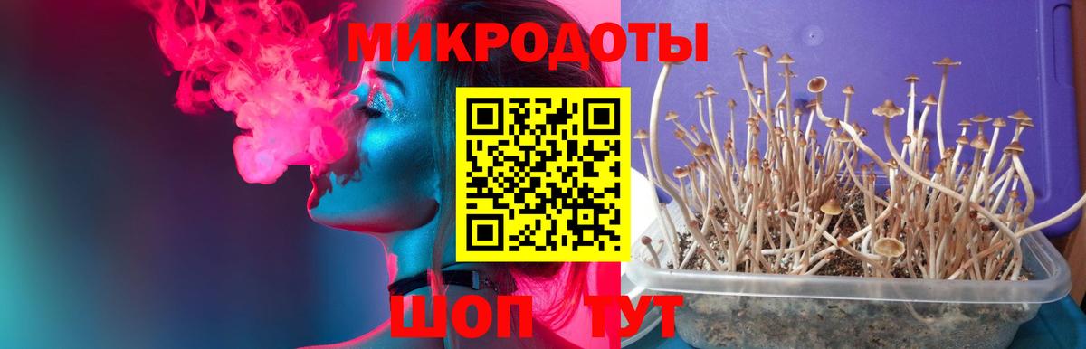 Псилоцибиновые грибы Psilocybe Ульяновск